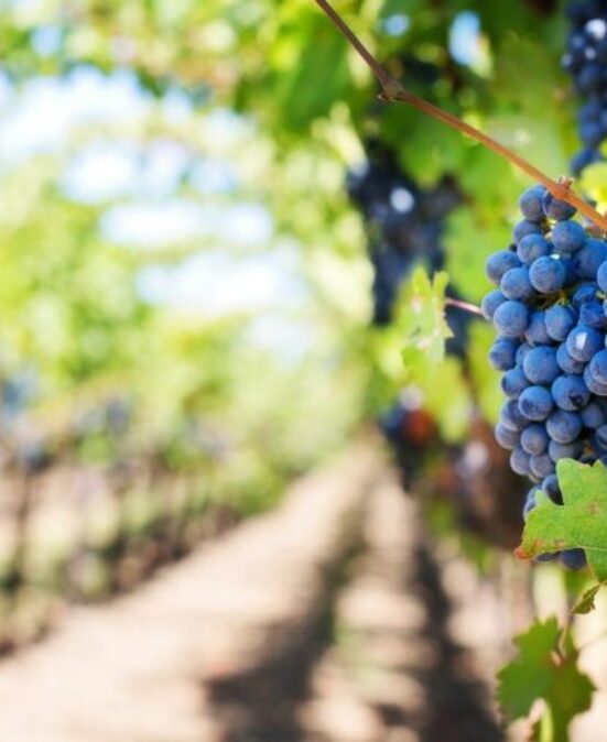 Plan de relance pour les viticulteurs, vignes alsaciennes